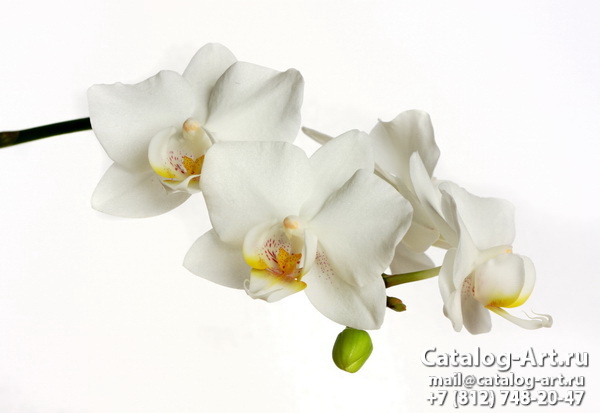 White orchids 23